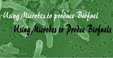 Using Microbes to Produce Biofuel