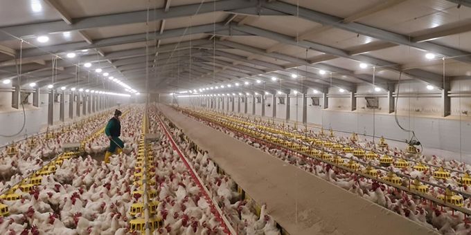 Chicken Farming with Solar Energy